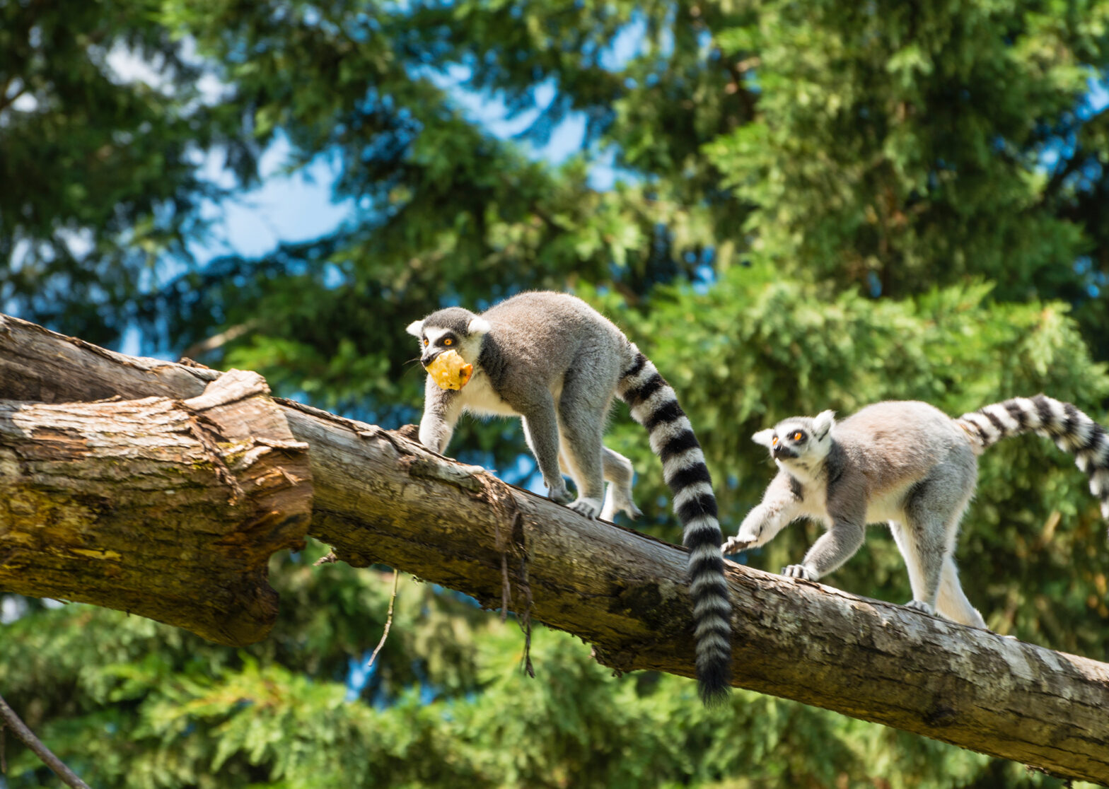 Lemurs, Madagascar