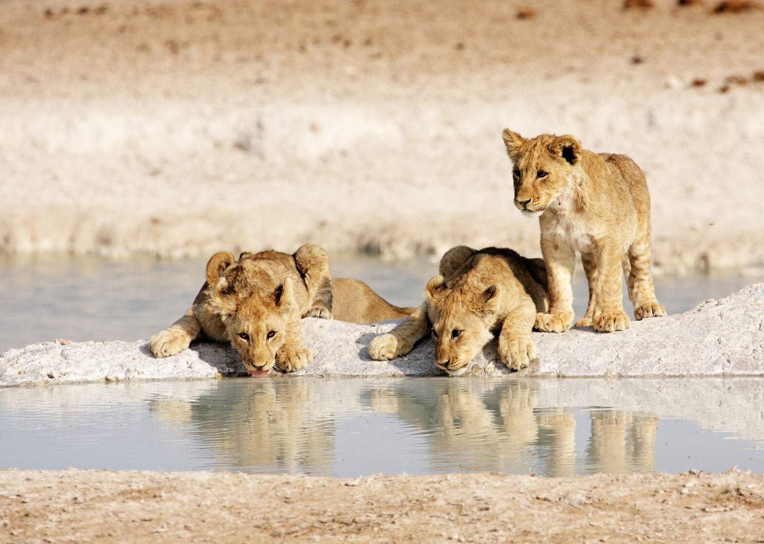 Lions in Etosha National Park, Namibia