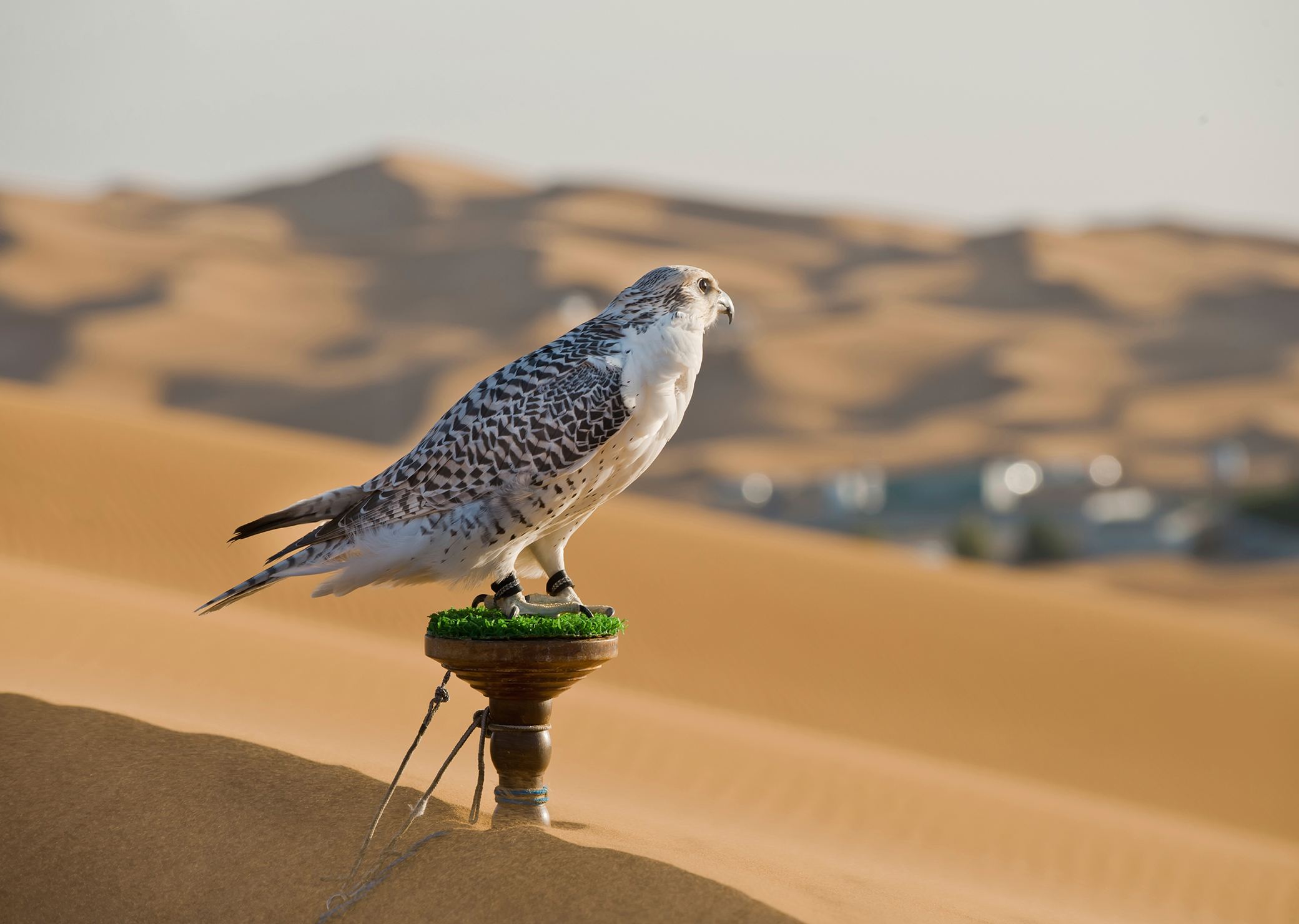Falcon, United Arab Emirates