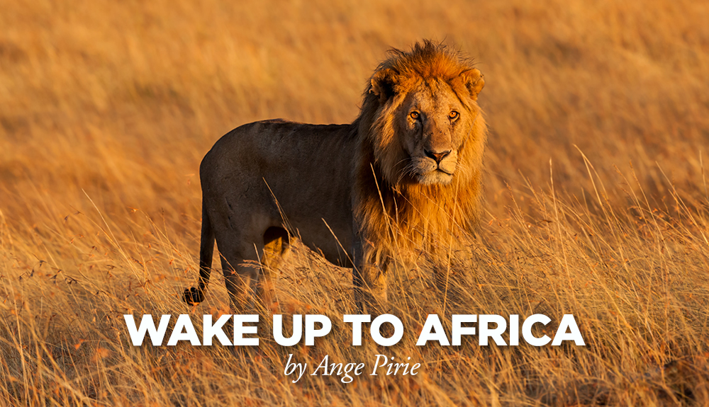 Africa, Lion