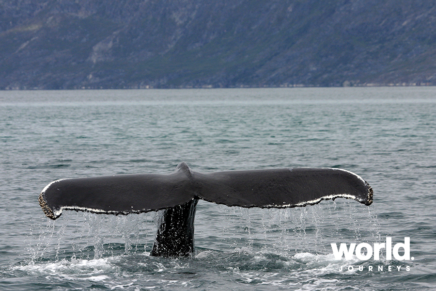 Whale Tail, Greenland