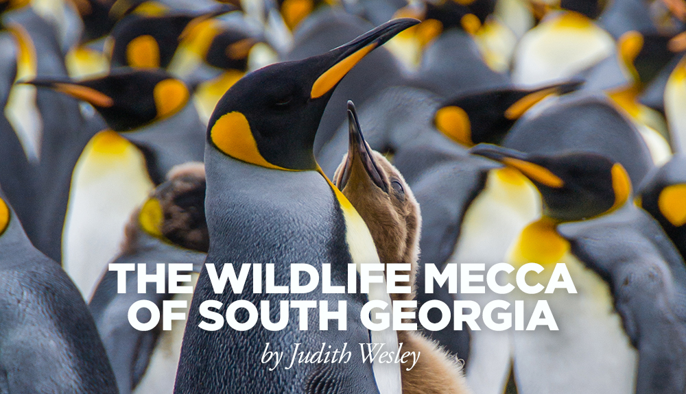 South Georgia King Penguins