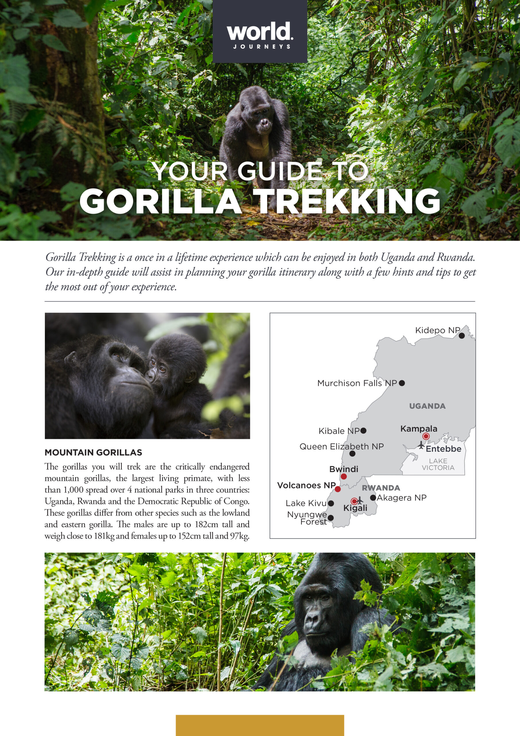 gorilla trekking travel guide