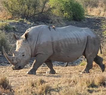 White rhino, Madikwe Private Game Reserve