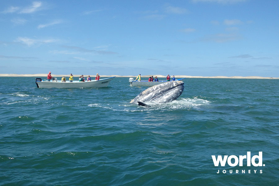 Baja Bounty Cruise