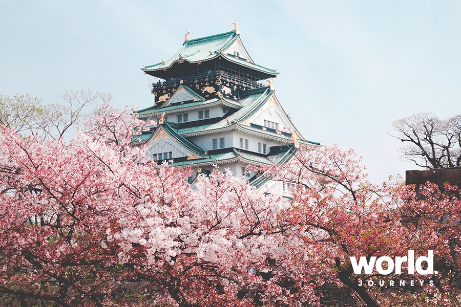 Cherry Blossom Japan, March 2020