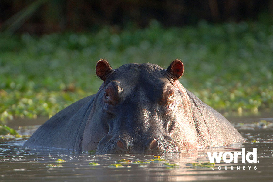 Chobe National Park