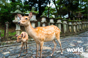 Family Japan