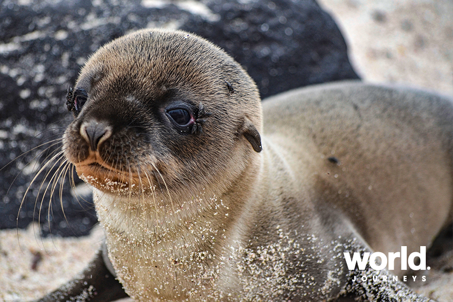 Galapagos Island Hopping - World Journeys Australia