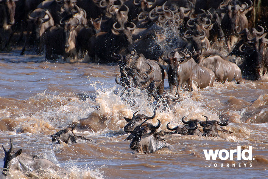 Wildebeest crossing