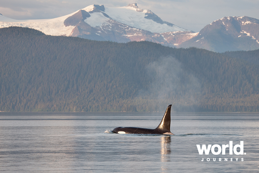 Inside Passage and Glacier Bay Wilderness Cruise