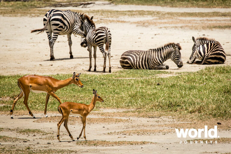 Jewels of Tanzania - World Journeys Australia