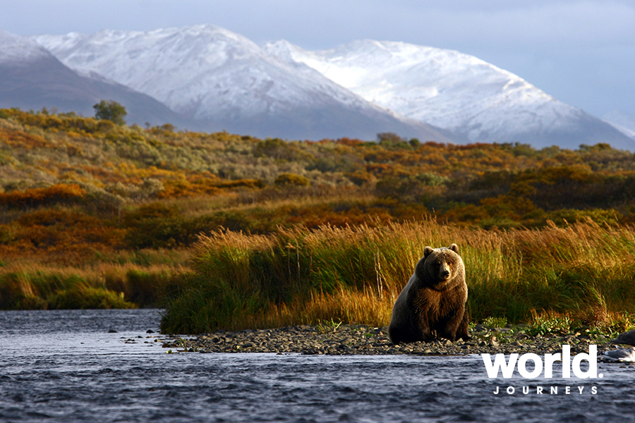 Kodiak Brown Bear Center