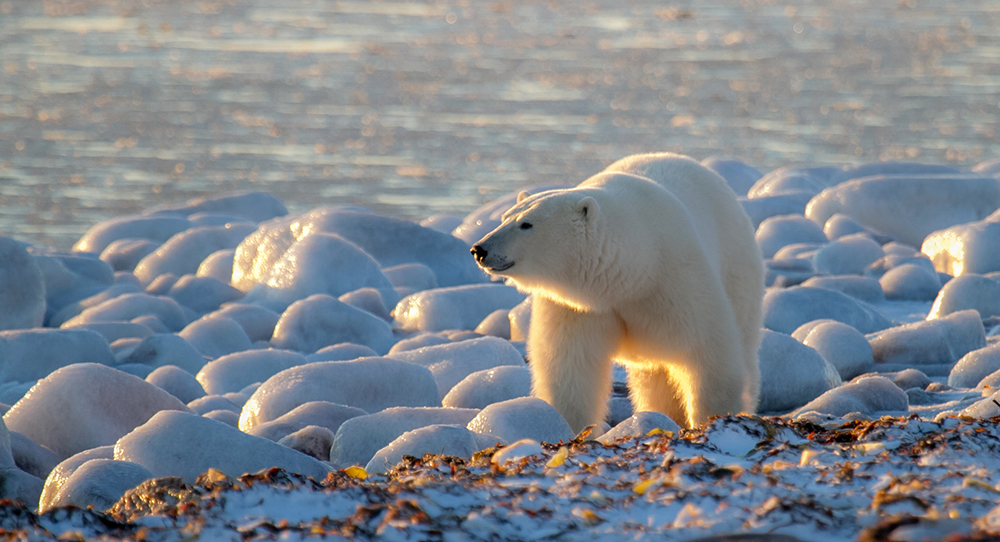 Polar Bear Migration Fly-In Photo Safari