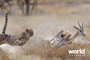 The Namibia Journey