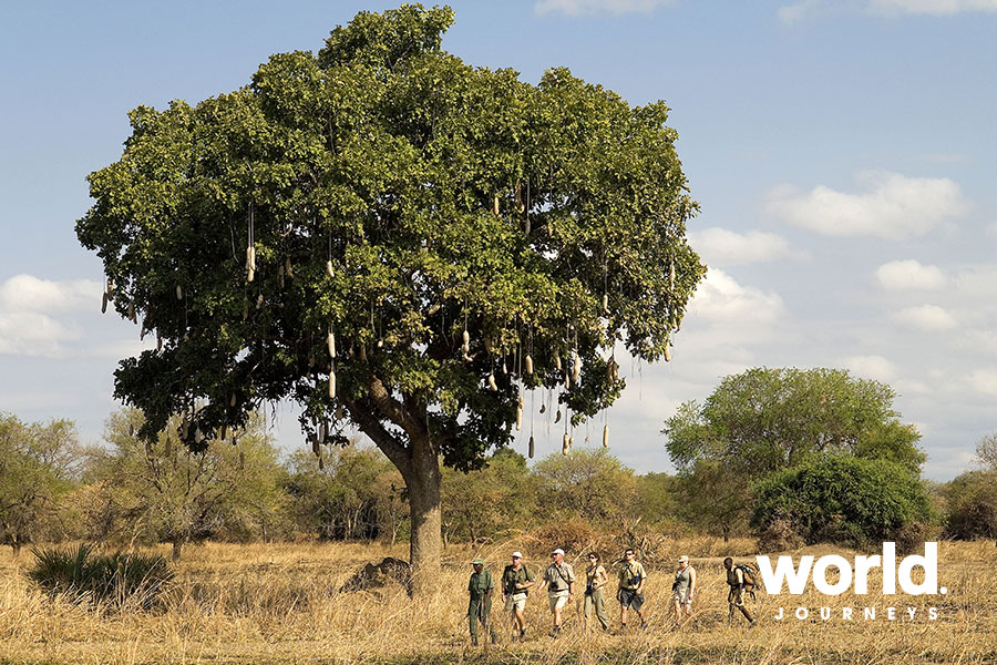 Zambian Walking Safari