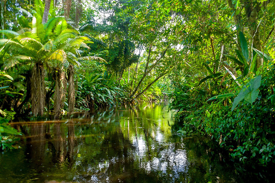 Amazon Rainforest