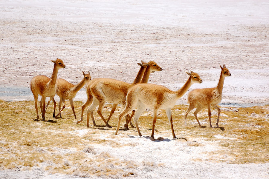 The Galapagos Islands