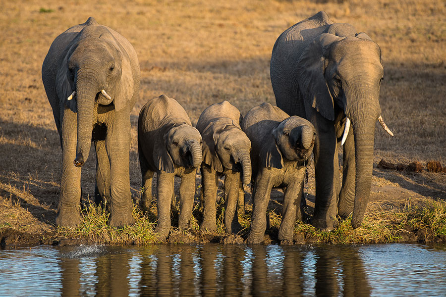 Elephant, Sabi Sabi Private Game Reserve