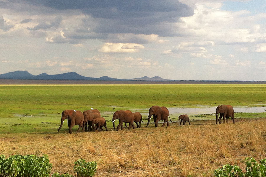 Elephant, Tarangire National Park