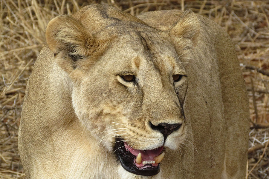 Lioness, Tarangire National Park