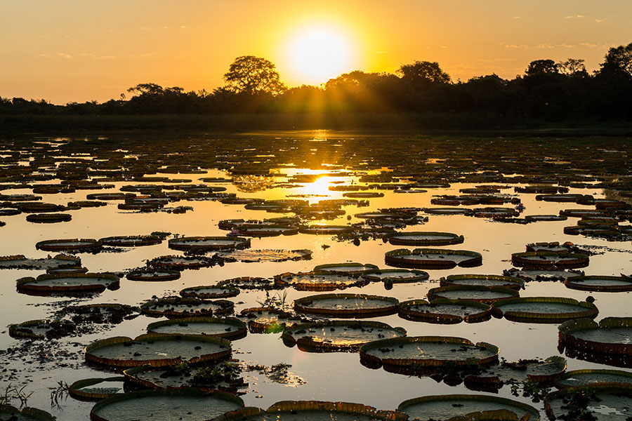 Amazon Rainforest