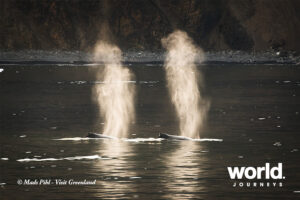 whales-credit-mads-pihl-visit-greenland