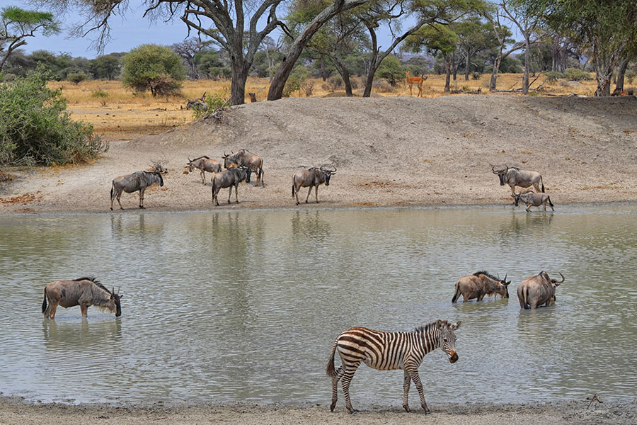 Zebra, Tarangire National Park